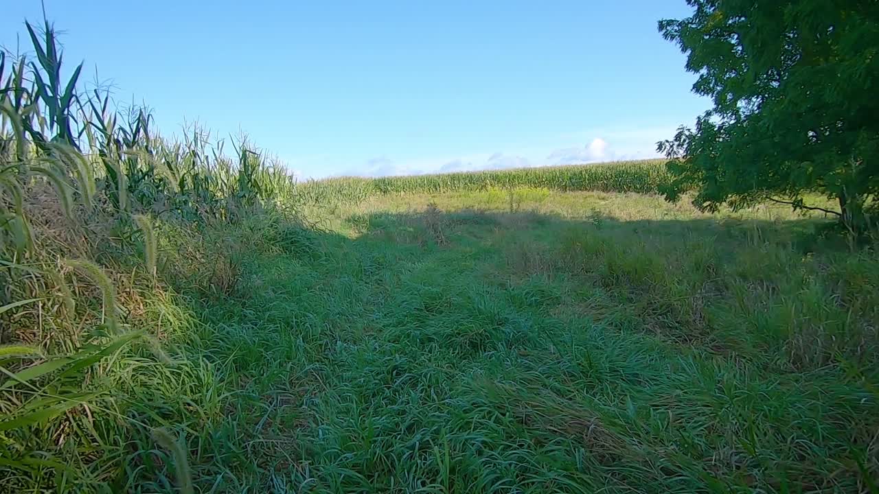 pov conduciendo lentamente por un carril cubierto de hierba a lo largo de campos de maíz y árboles en una soleada tarde de verano