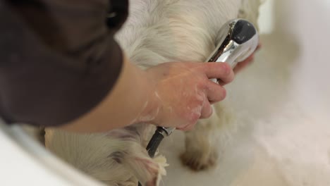 dog grooming