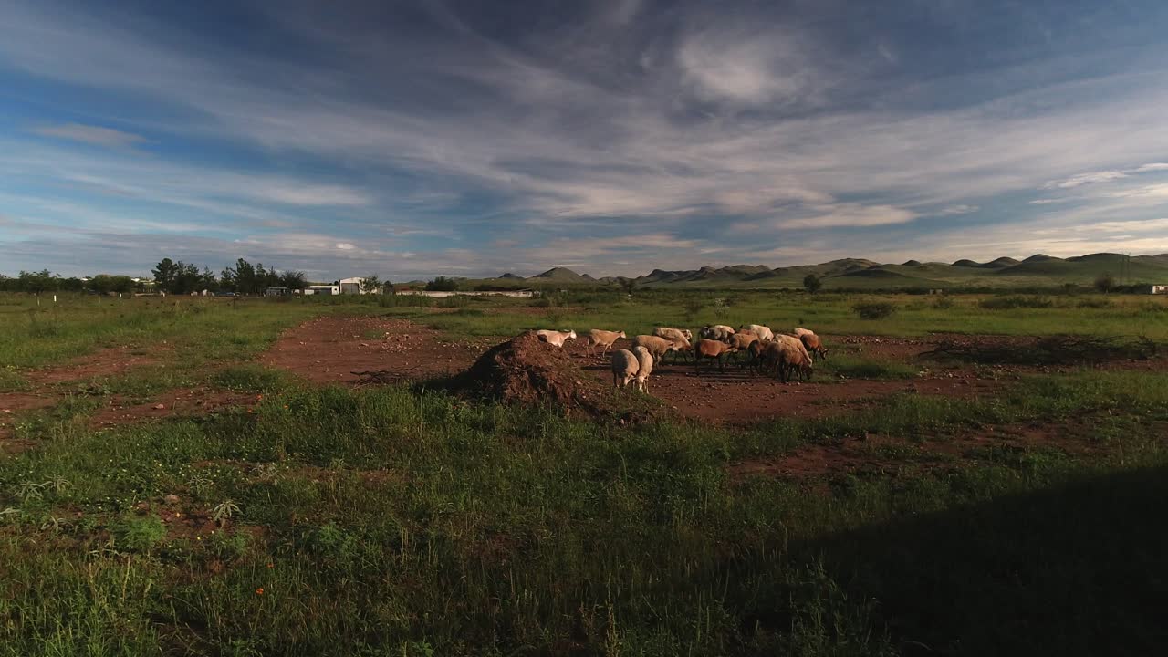 grupo de ovejas pastando y algunos pájaros volando