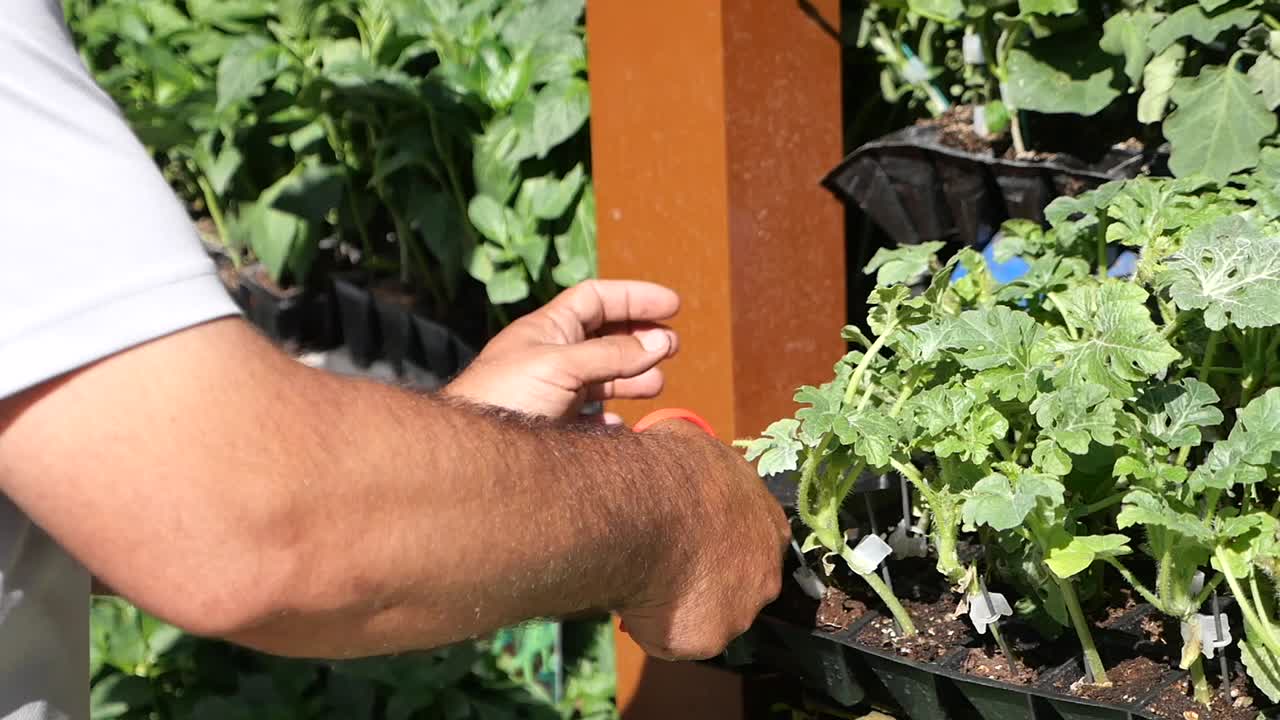 Preparing Tomato Seedlings for Transplant