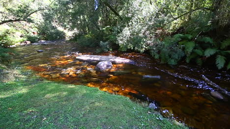 Die-Sanften,-Ruhigen-Dämpfe,-Die-Durch-Den-Knysna-Forest-Goudveld-abschnitt-Strömen