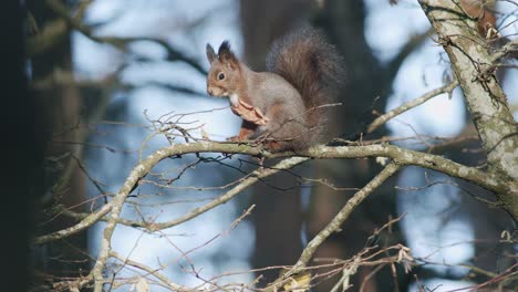 wild squirrel climbing in tree sitting on the branch