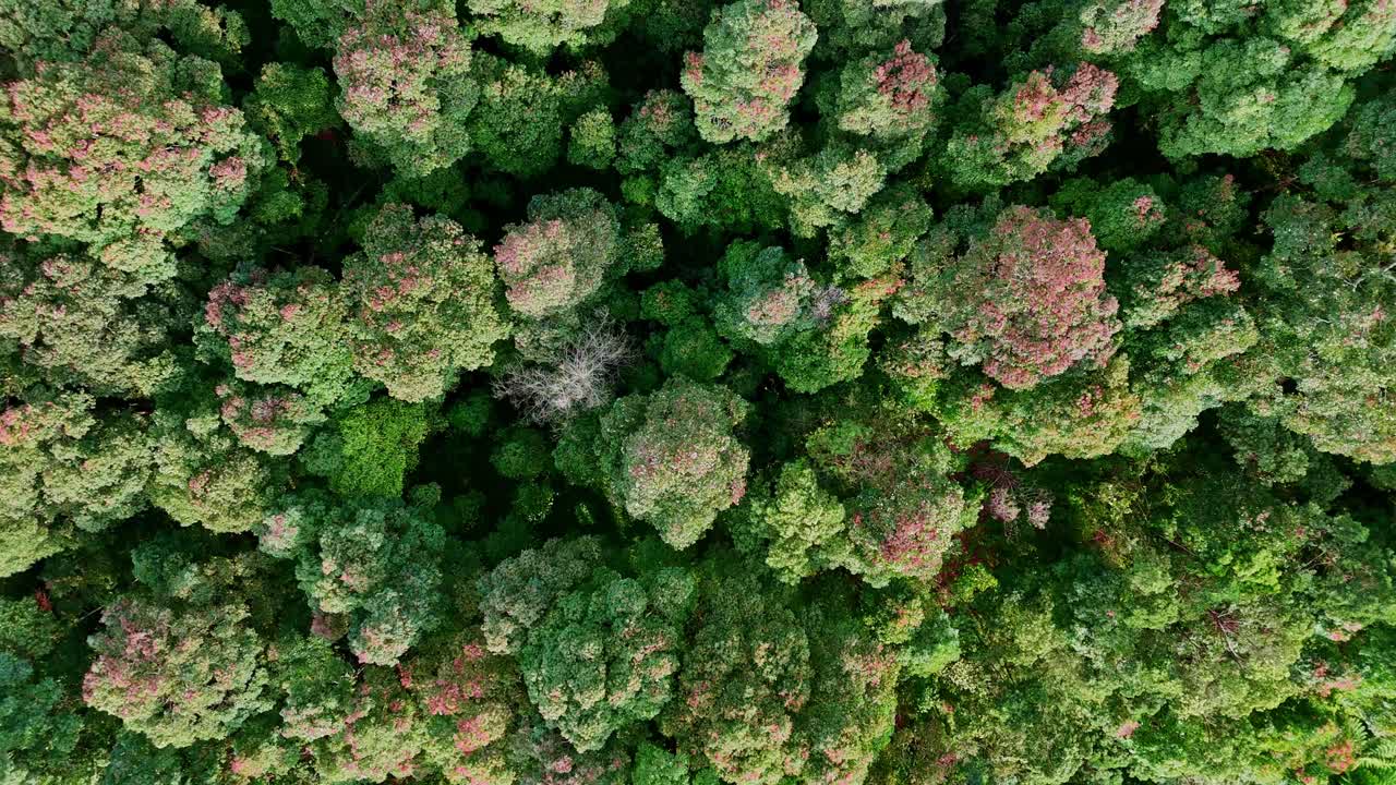Aerial view of lush foliage rainforest. The leaves of the trees are pressed together. Tropical forest in Indonesia. 4K drone footage footage.
