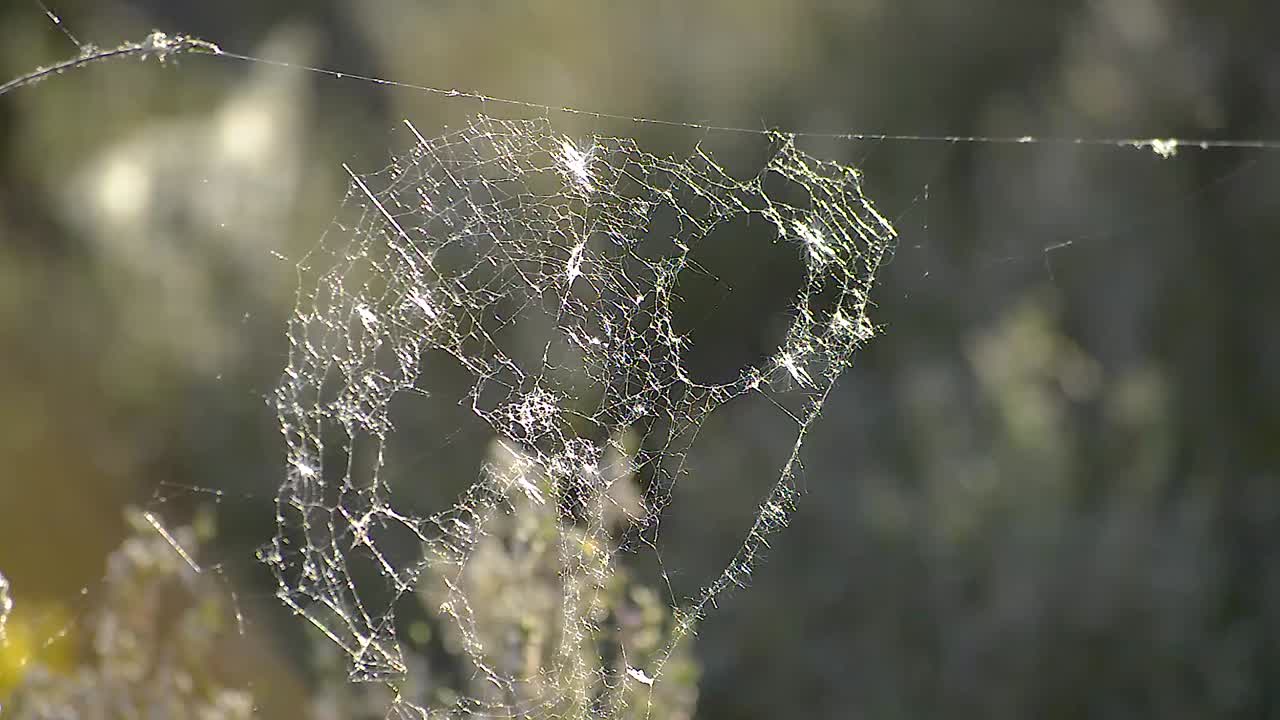 따뜻한 봄 아침에 미풍에 깎고 있는 불완전한 버려진 거미줄, 여전히 총