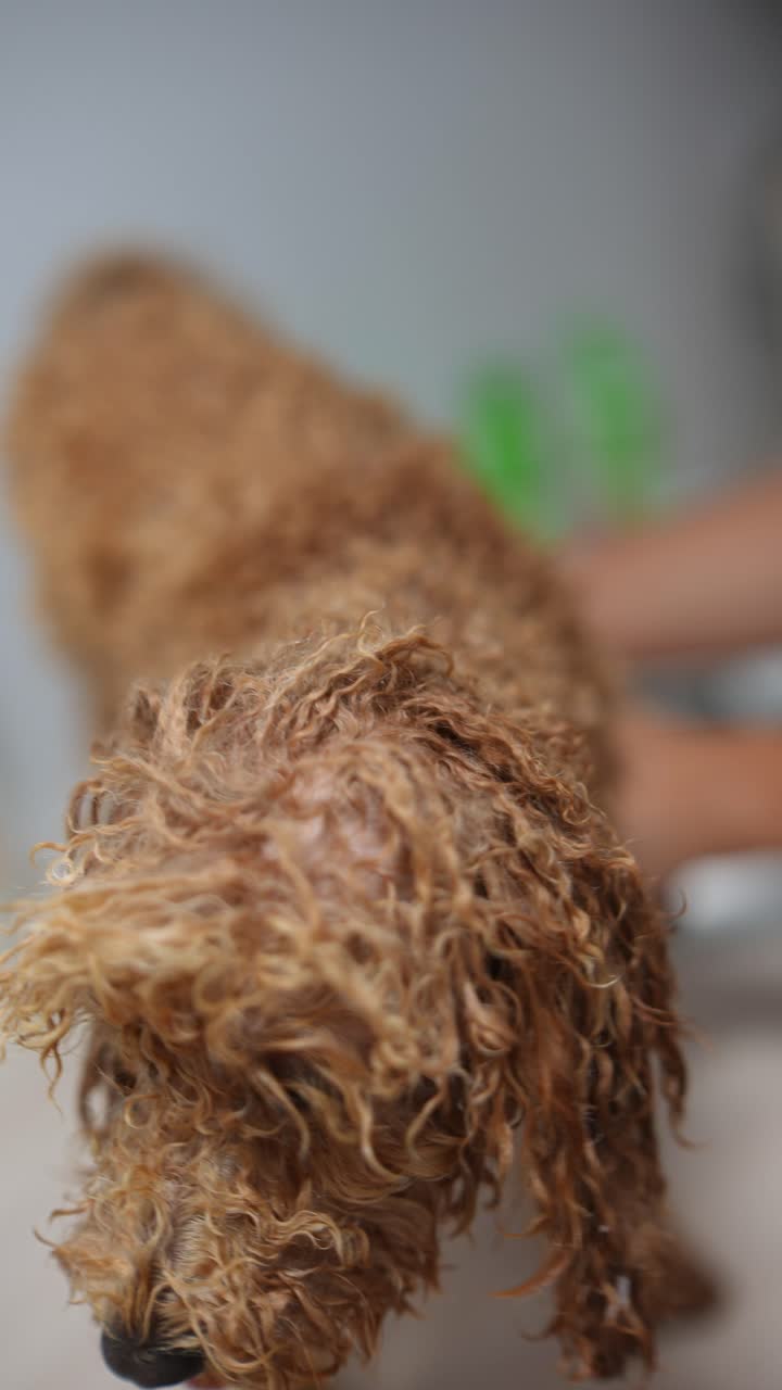 El aseo de los perros