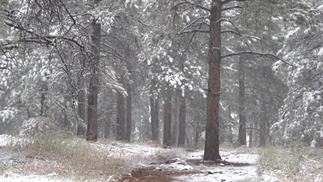 snowfall in the woods during daytime