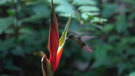 un lindo pájaro colibri, dando vueltas por una planta heliconia stricta, comiendo el néctar de su flor