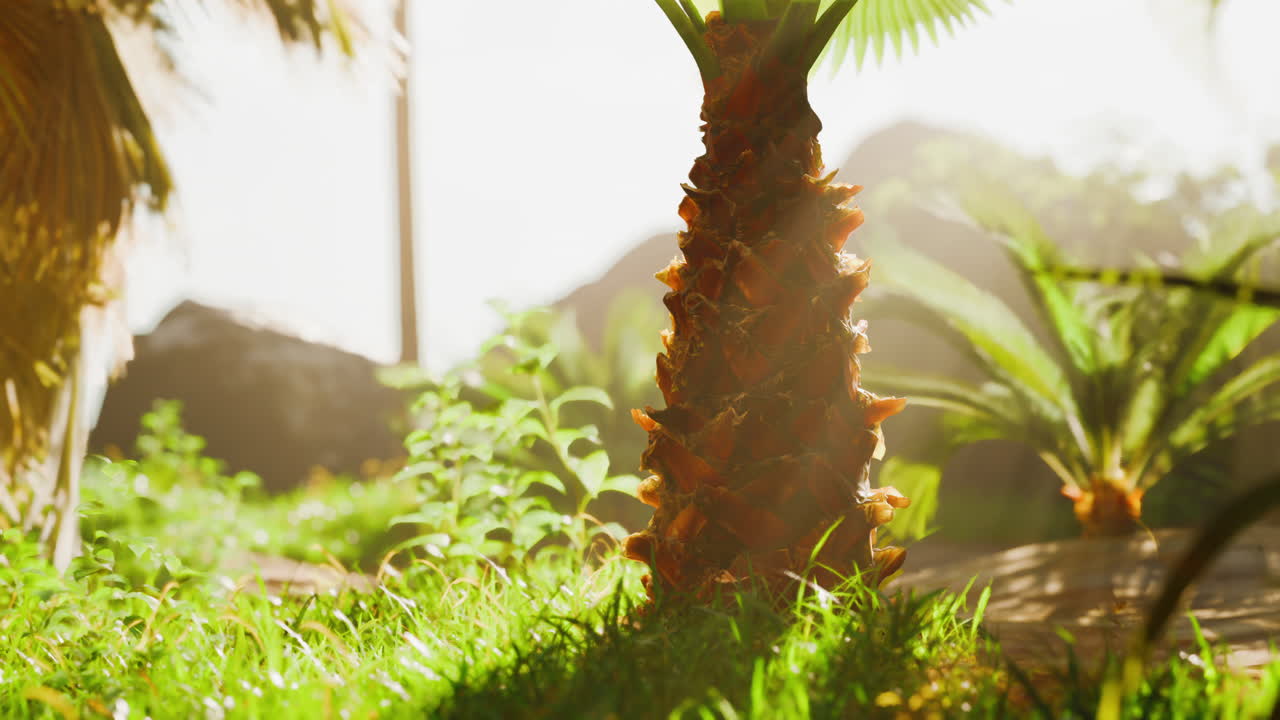 열대 정원 에서  나무 줄기 의 클로즈업