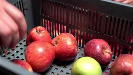 Sorting-and-separating-wormed-apples-from-harvest-in-a-box-by-hand,-Handheld-close-up-reveal-shot