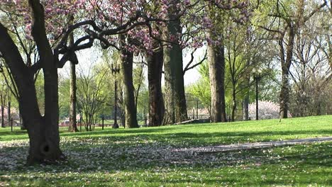 beautiful blossoms rest on the grass near the tree from which they fell