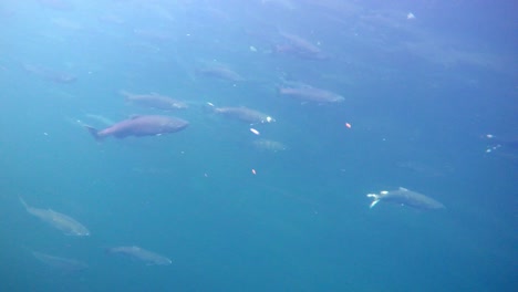 salmon underwater during their migration to natal streams