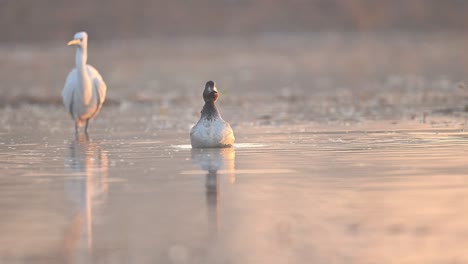 tufted duck flapping wings in wetland in morning