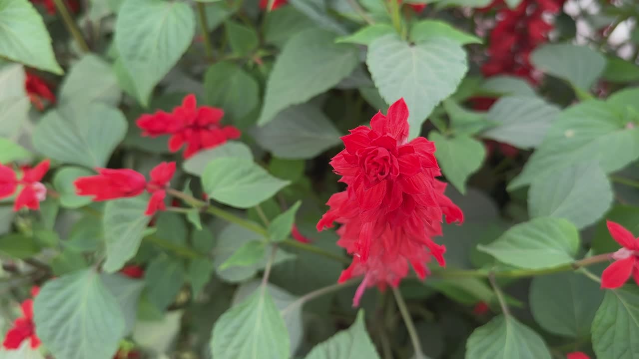 Top angle shot of Scarlet sage salvia flower blooming in the garden