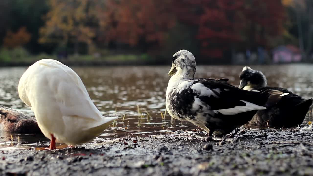 patos en la orilla del lago en días soleados de otoño