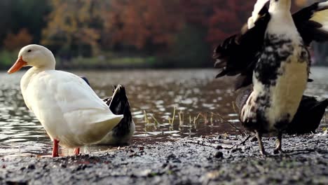 ducks shore lake in sunny autumn days