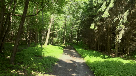 steady slow forward shot of footpath in fir forest during beautiful summer day