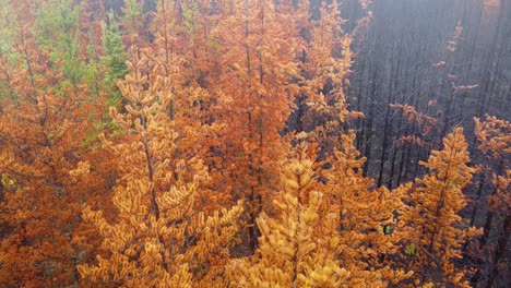 Primer-Plano-Aéreo-Del-Pintoresco-árbol-Otoñal-Bosque-Colorido-Sobre-La-Provincia-De-Quebec-Lebel-Sur-Quevillon-Canadá-Consecuencia-De-Un-Incendio-Forestal-En-Un-Entorno-Natural