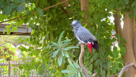 loro gris africano agarrando una rama de árbol en el viento