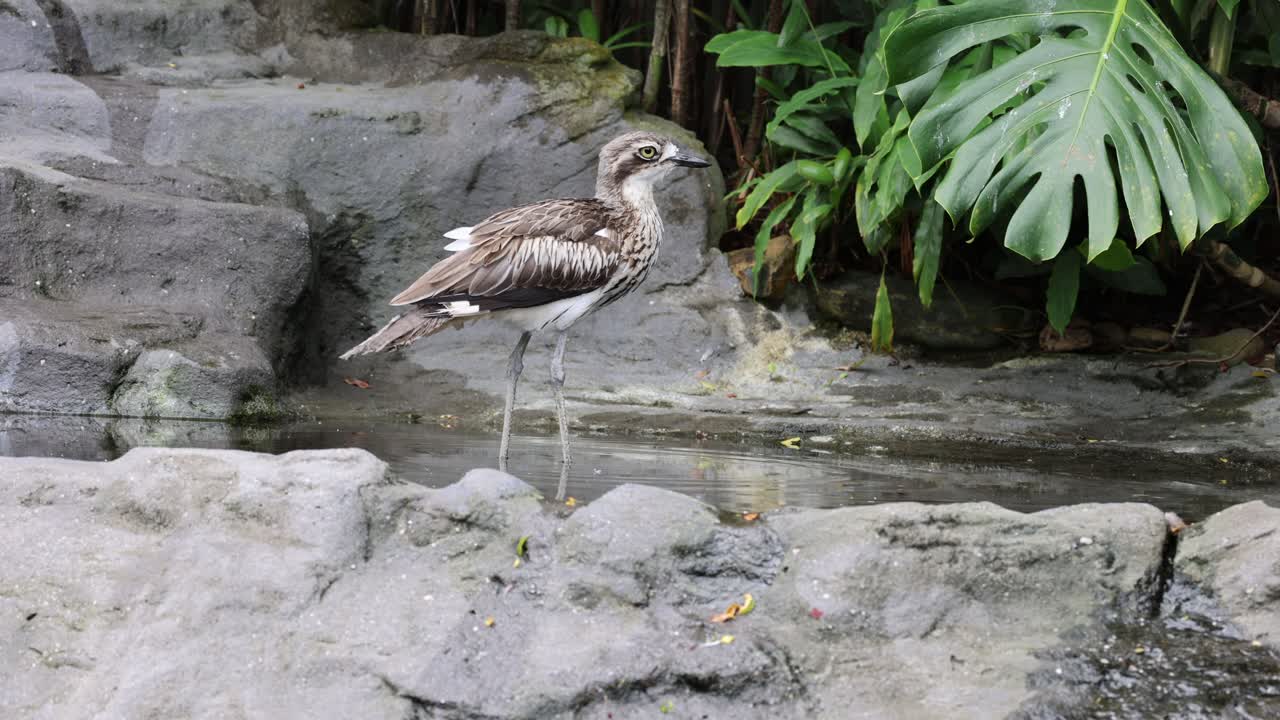 바위 가득 한 하천 바닥 을 따라 굴러 고 고 있다
