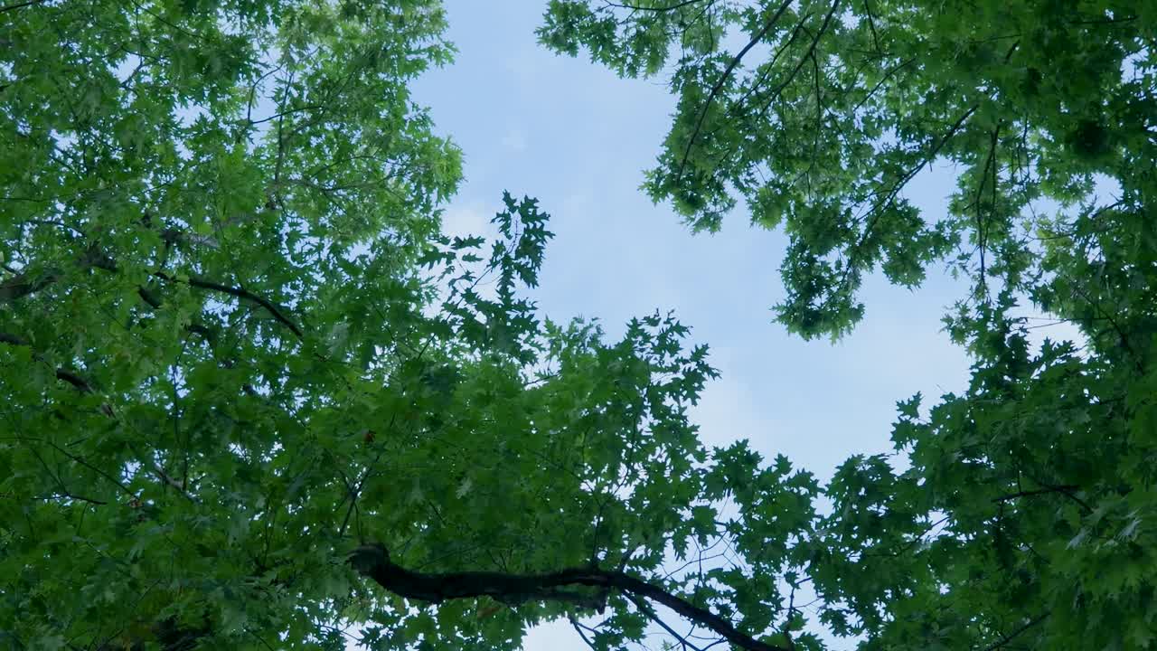 Looking up through the trees