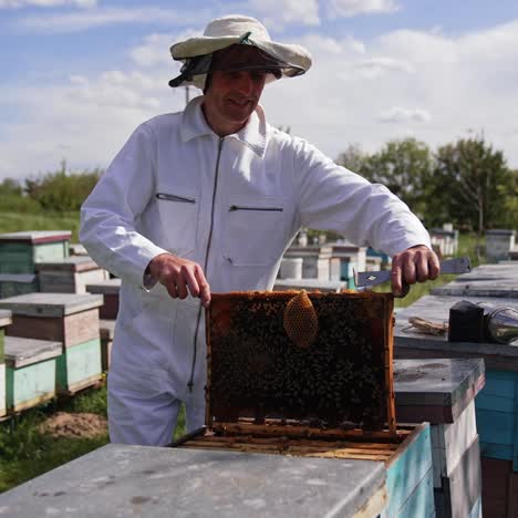 apiarist taking out frame with honeycomb from a hive. professional beekeeper in white suit and hat working on apiary among summer nature