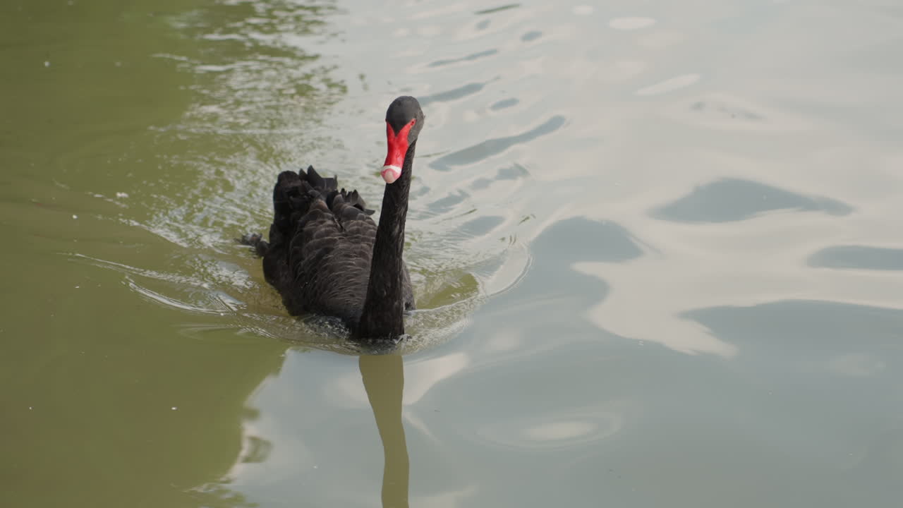 Cisne negro deslizando por um lago verde, adulto solitário criando esteira rítmica e ondulações, bico vermelho marcante cortando a água, aproximação confiante em direção à câmera, penas brilhantes e postura elegante.