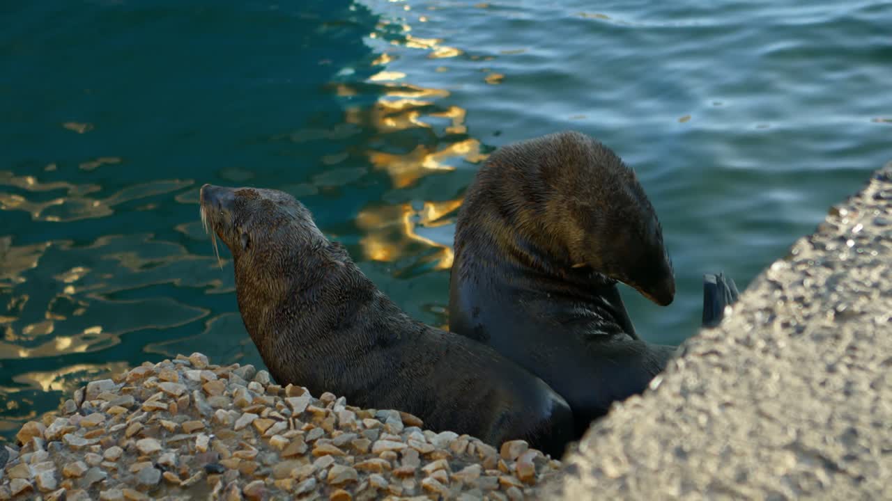 항구에 있는 바다사자 4k