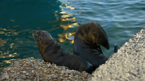 sea lions at the dock 4k