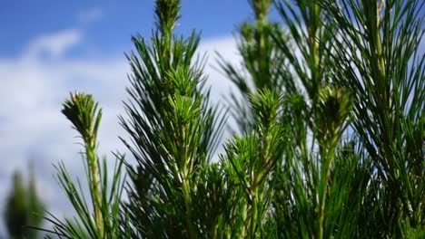 Young-pine-tree-needles-growing-from-top-of-branch-on-sunny-day,-close-up