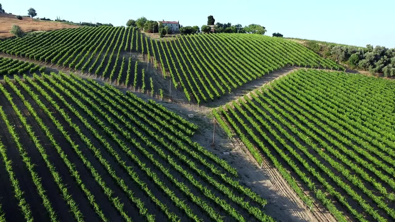rows of vines on the Italian hill for the production of Italian white wine