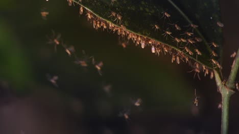 los mosquitos lutzomyia se enjambran y se sientan en la parte inferior de una hoja retroiluminada, la enfermedad de leishmaniasis es causada por estos insectos