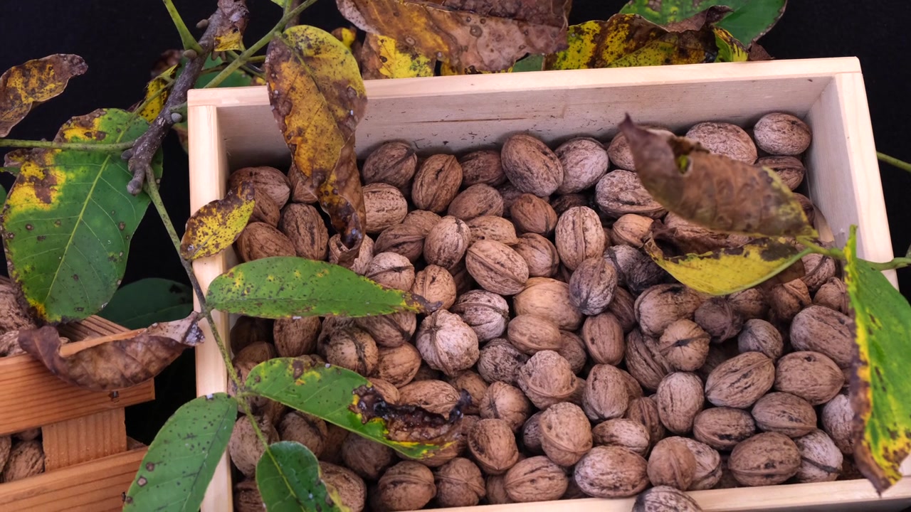 Close-up shots of a walnut in a wooden box, showcasing its freshly harvested quality.
