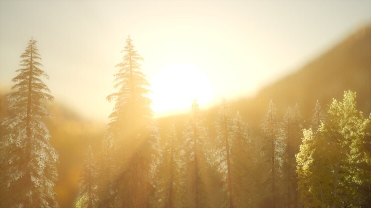 Pine forest on sunrise with warm sunbeams