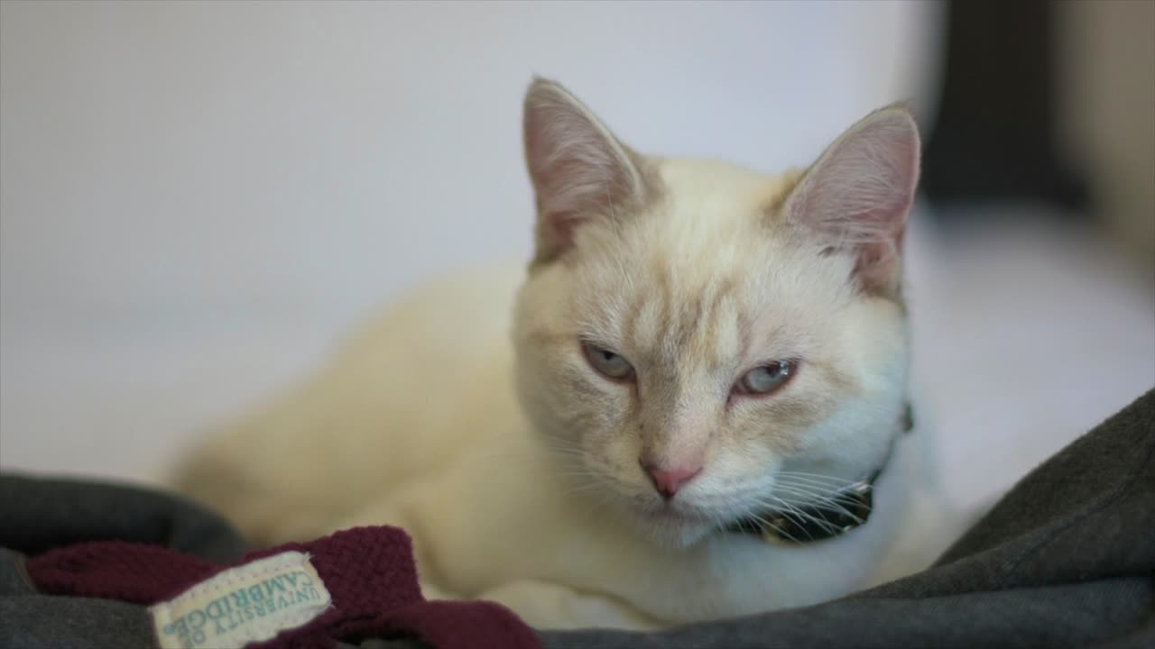 Inquadratura media di un bellissimo gatto domestico Layanese con profondità di campo ridotta e splendido effetto bokeh.