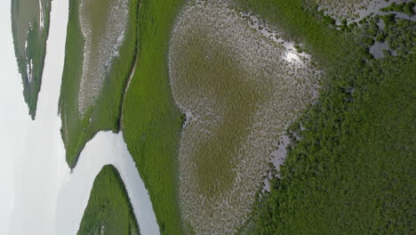 famous heart of voh in mangroves of new caledonia