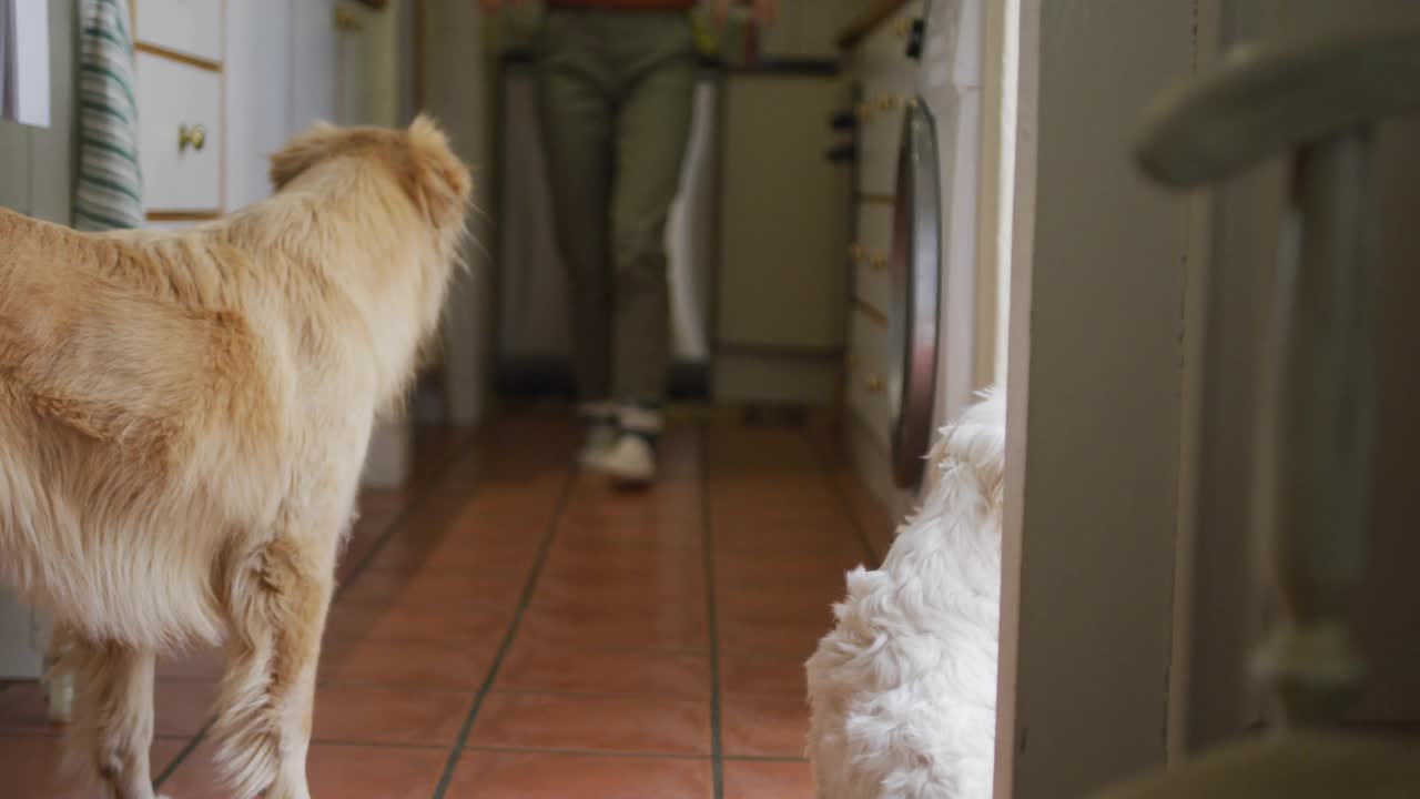 Social media bubbles appearing around dog rear, filling hallway as creator feeding dogs