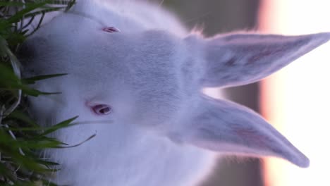 a white bunny eats green grass. vertical video