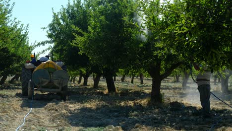 hombre adulto rocia medicina en el huerto de manzanas