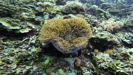 a-clownfish-hiding-among-anemone