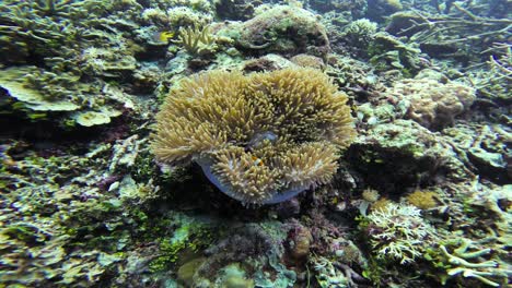 a clownfish hiding among anemone