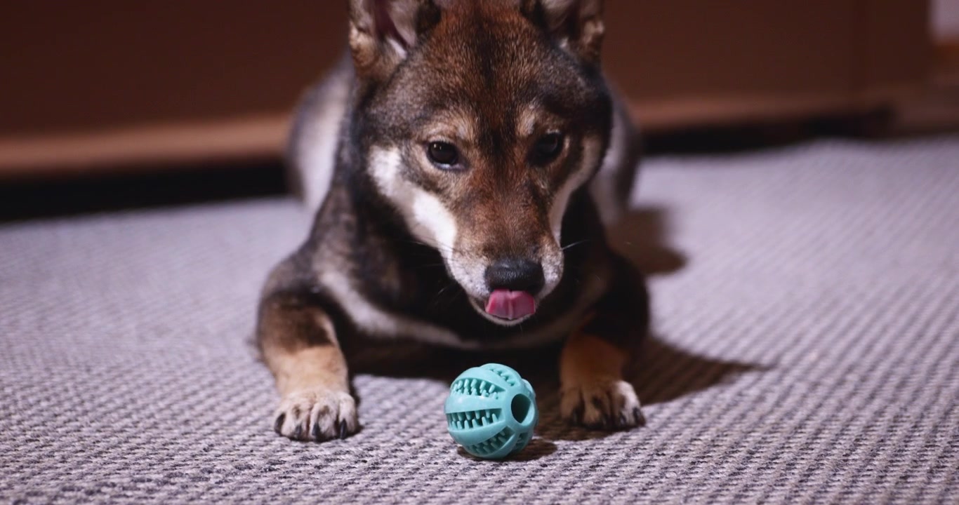 Juguetón Shiba Inu negro y fuego mastica una pelota de juguete perforada de menta en la alfombra, luego se levanta y camina hacia la cámara baja en un acogedor interior de hogar con energía vivaz.