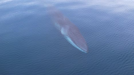 Increíbles-Imágenes-De-Drones-De-4k-De-Una-Ballena-De-Aleta-Mientras-Sale-A-La-Superficie-Para-Tomar-Un-Respiro-En-Aguas-Oceánicas-Muy-Tranquilas-Cerca-De-Dana-Point,-California