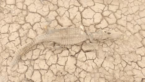 dead caiman in severe drought soil cracks