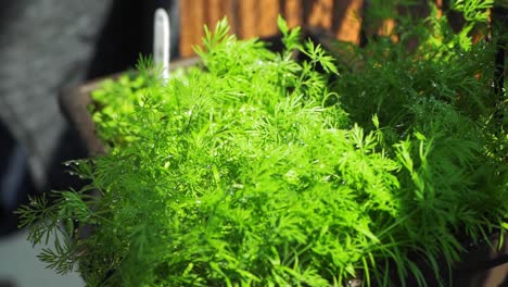 watering of a dill herb