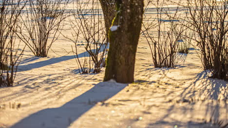 dry bole and bushes on snow-frozen ground, lit by sun at eventide