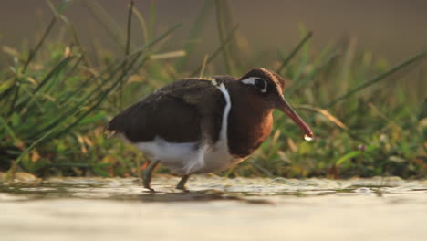 Una-Vista-Desde-Una-Laguna-Fotográfica-Hundida-Oculta-En-La-Reserva-De-Caza-Privada-De-Zimanga-En-Un-Día-De-Verano-De-Aves-Alimentándose-Y-Bebiendo