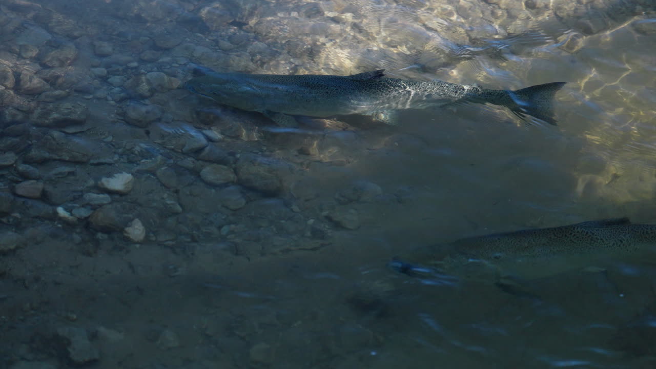 Close-up of salmon swimming in Ganaraska River, Ontario, in slow motion