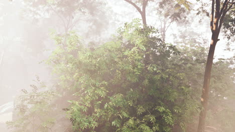 misty forest path