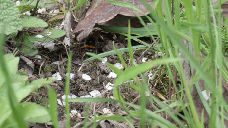 Bumble-bee-at-ground-in-the-grass-at-spring