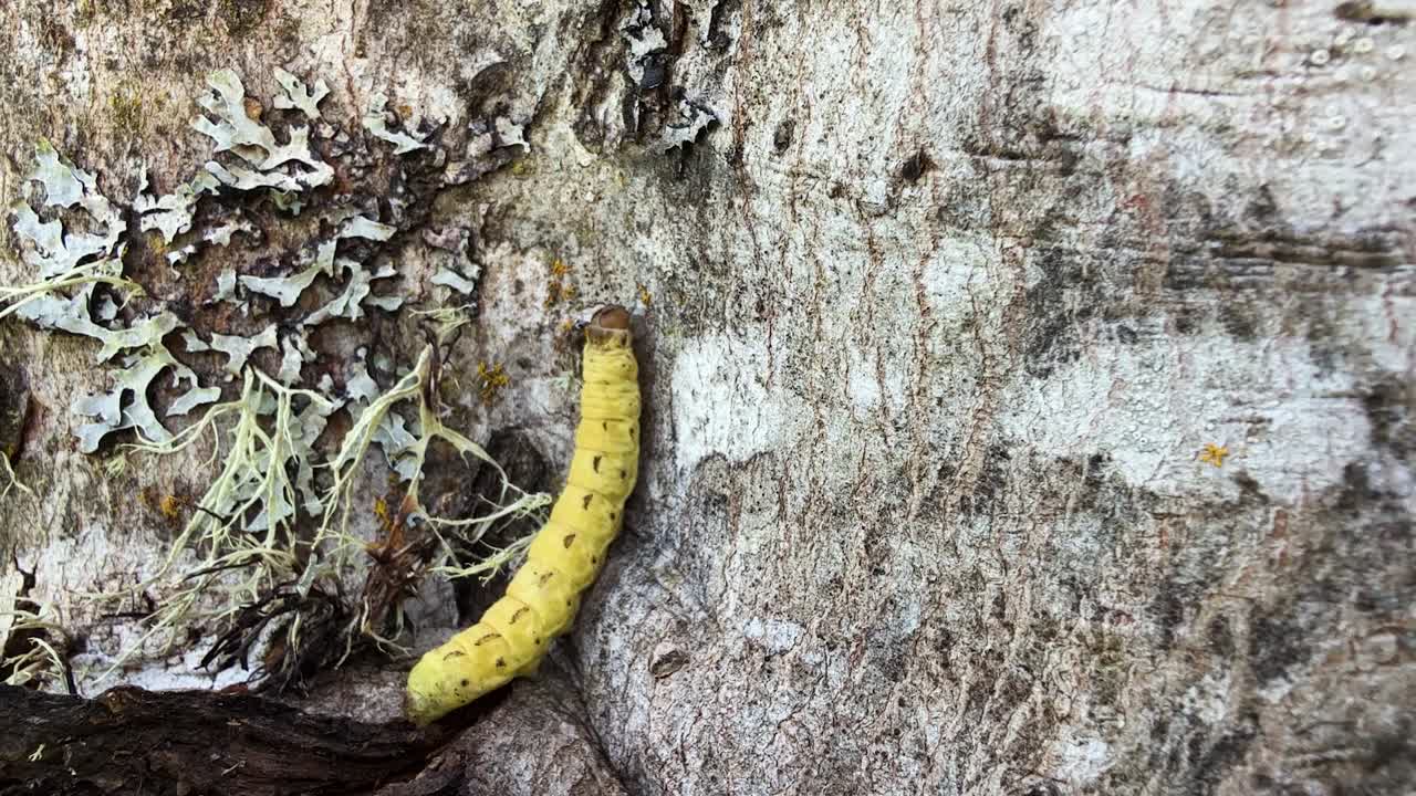 A Large Yellow Underwing moving up a tree